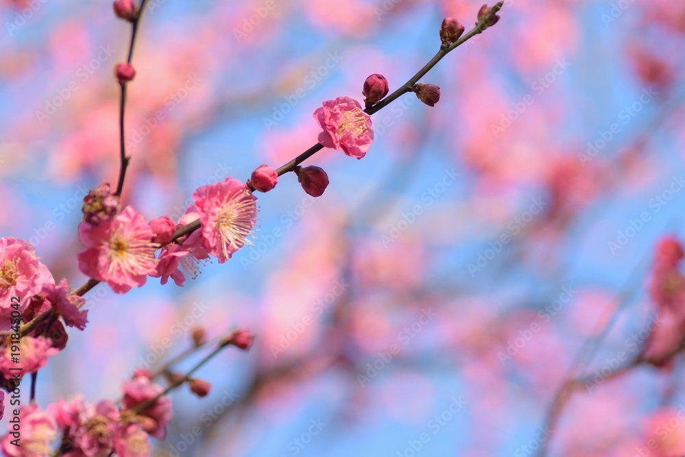 Nature background of Japanese Pink Plum Blossoms Nature background of Japanese Pink Plum Blossoms
