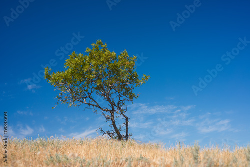 wild tree in the meadow