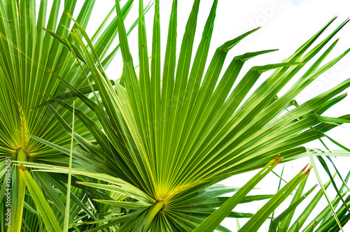 Beautiful green palm leaves. Vietnam