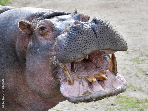Hippopotamus (Hippopotamus amphibius) © dennisjacobsen