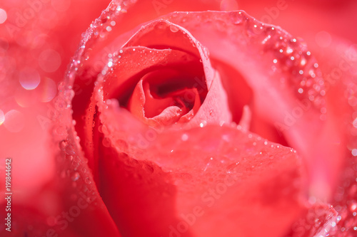 Kwiat r    y z kroplami porannej rosy 