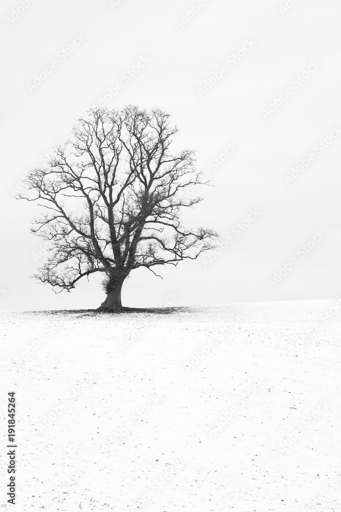 Fototapeta premium Single tree in a snow white English landscape
