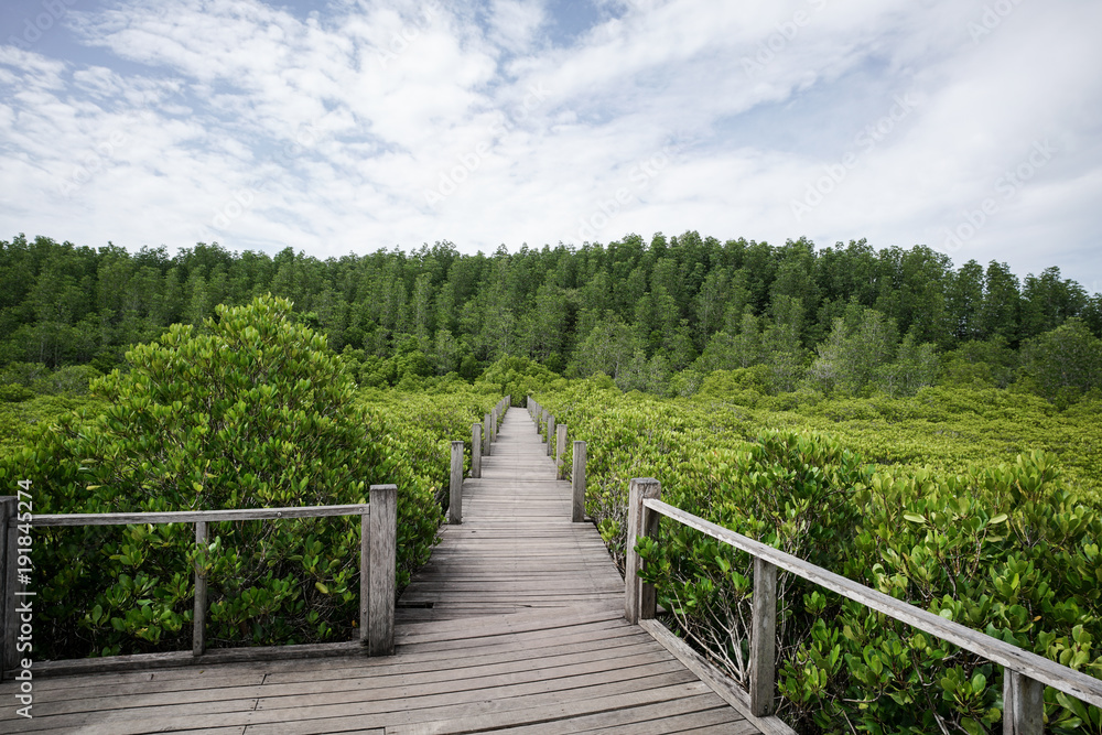 Wood Bridge Mangrove forest walkway