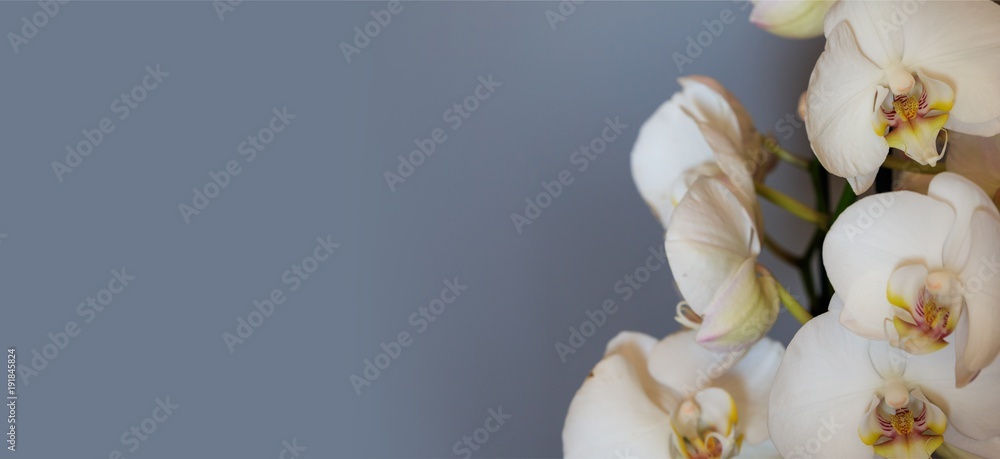 Orchid flowers on blue gray background, banner, copy space, close up view with details