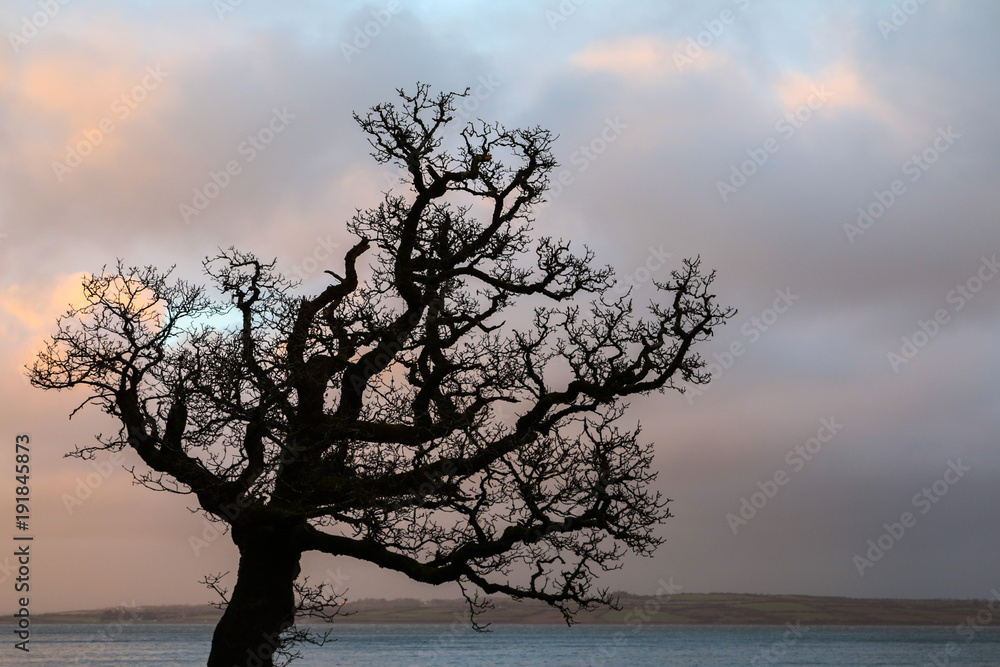 winter tree silhouette and stormy clouds sky winter tree silhouette and stormy clouds sky