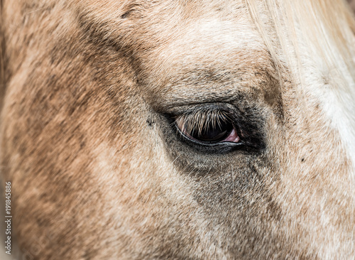 close portrait of a white horse eye