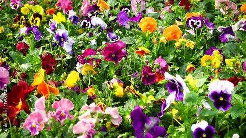 Flowerbed with many pansies (Viola tricolor) of different color 
