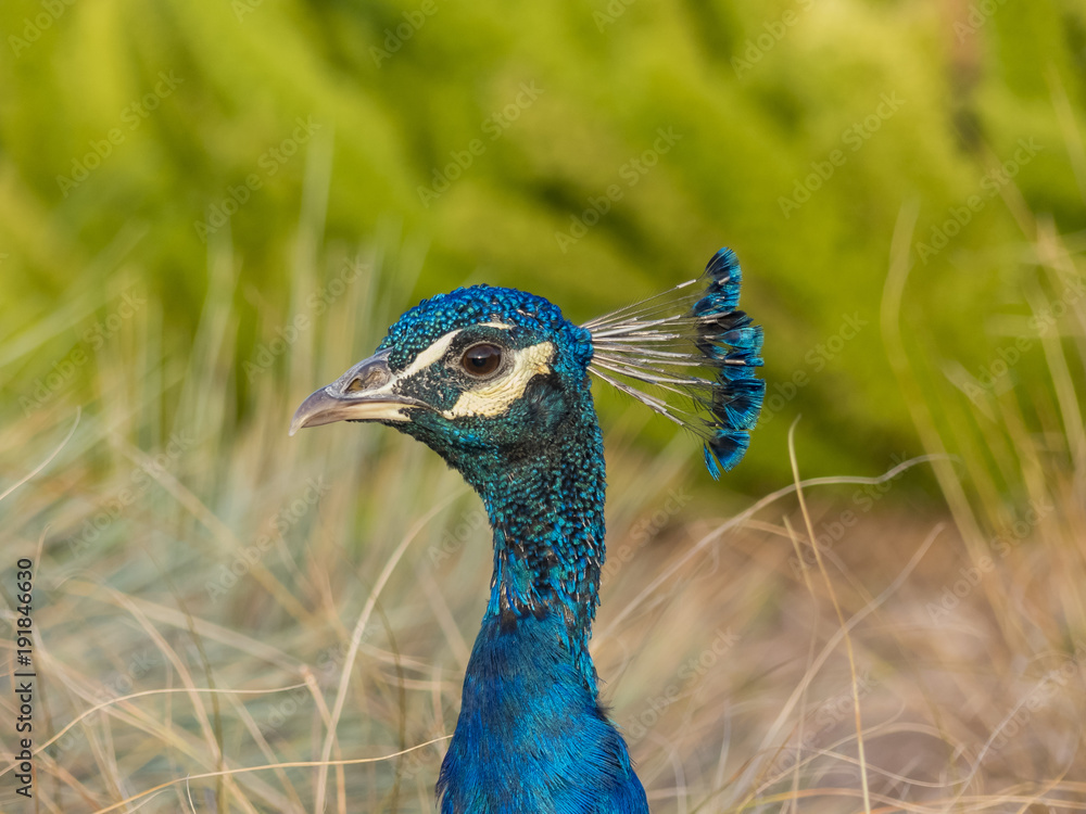 Beautiful peacock walking around Beautiful peacock walking around