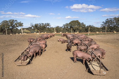 Cerdo Ib  rico en la dehesa de Extremadura. Piara de guarros de pata negra. Encinas y cerdos ib  ricos criados con bellota y pienso. Vertical