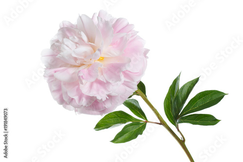 Beautiful gently pink peony isolated on white background.