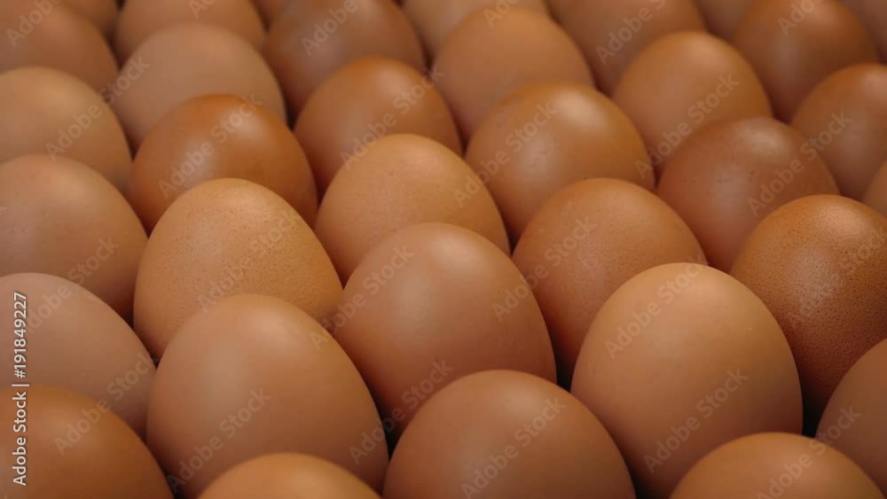 Eggs In Rows Factory Farming Eggs In Rows Factory Farming