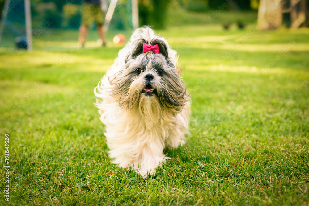 Shih tzu dog running towards the camera on a grass