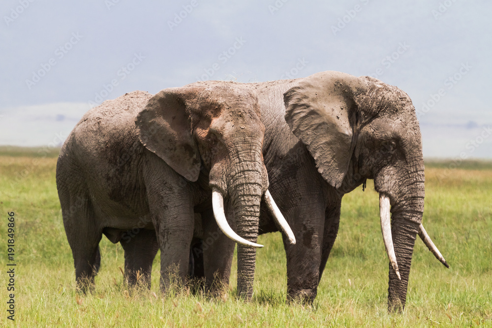 Two huge elephants inside the crater of Ngorongoro. Tanzania, Africa