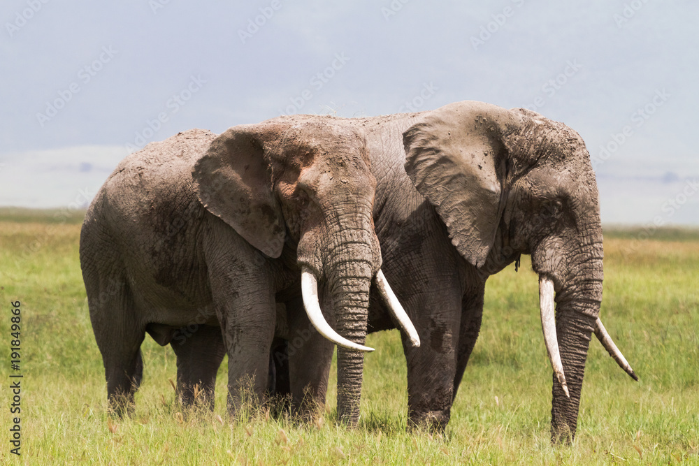 Fototapeta premium Two huge elephants inside the crater of Ngorongoro. Tanzania, Africa