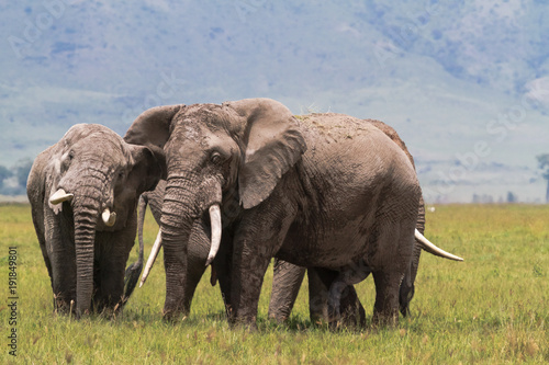 Two old elephants inside the crater of Ngorongoro. Tanzania, Africa photo