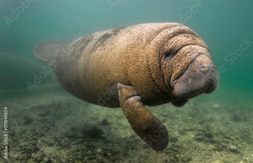 Manatee taking a close look at a snorkeler. This young manatee was swimming in Crystal River Florida. He was quite curious and came right up to my camera to look at her reflection in the dome photo