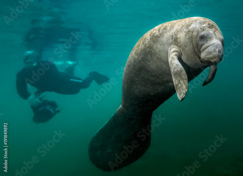 Manatee and diver. This manatee couldn't care less about the diving photographer behind him. In fact, it looks like the diver forgot about his camera as well. Photographed near Crystal River Florida. photo