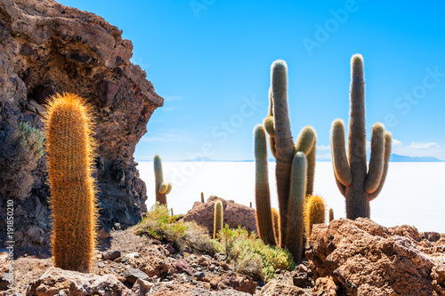 Big cactus on Incahuasi island, salt flat Salar de Uyuni, Altiplano, Bolivia