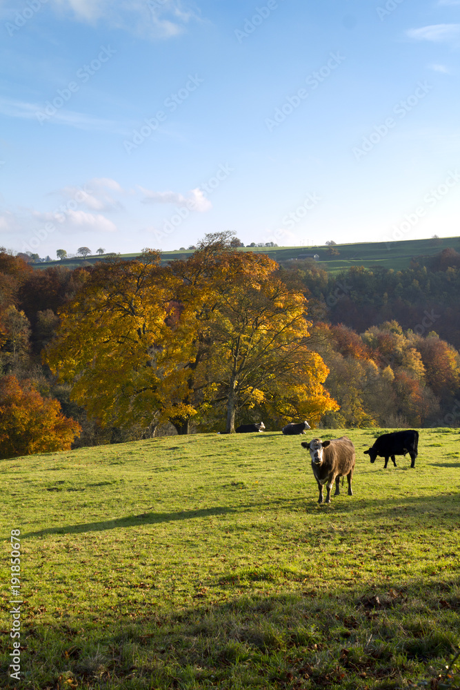 Obraz premium Cattle in the fields above a golden autumn woodland valley near Minchinhampton, Gloucestershire, UK