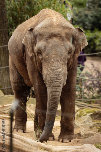 Male asian elephant in a zoo looking at camera