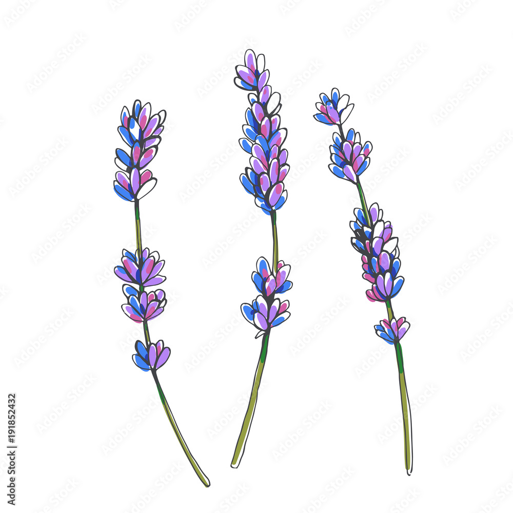 Fototapeta Set of lavender branches. Vector hand drawn botanical illustration with flowers isolated on white