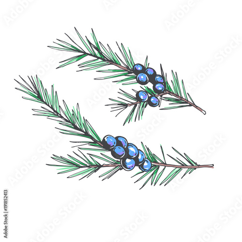 Set of juniper branches. Vector hand drawn botanical illustration with coniferous stem with seeds isolated on white