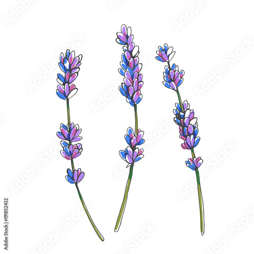 Fototapeta Naklejka Na Ścianę i Meble -  Set of lavender branches. Vector hand drawn botanical illustration with flowers isolated on white