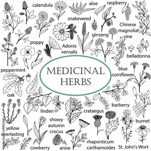 Set of hand-drawn illustrations of medicinal herbs. Black-and-white doodles. photo