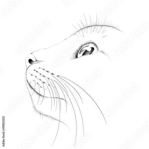 The Vector logo cat for T-shirt design or print on outwear.  Tattoo cats style background.