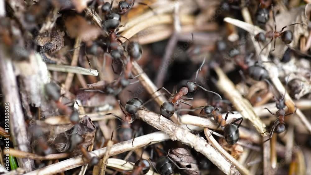 Wild ant hill in the forest closeup Wild ant hill in the forest closeup