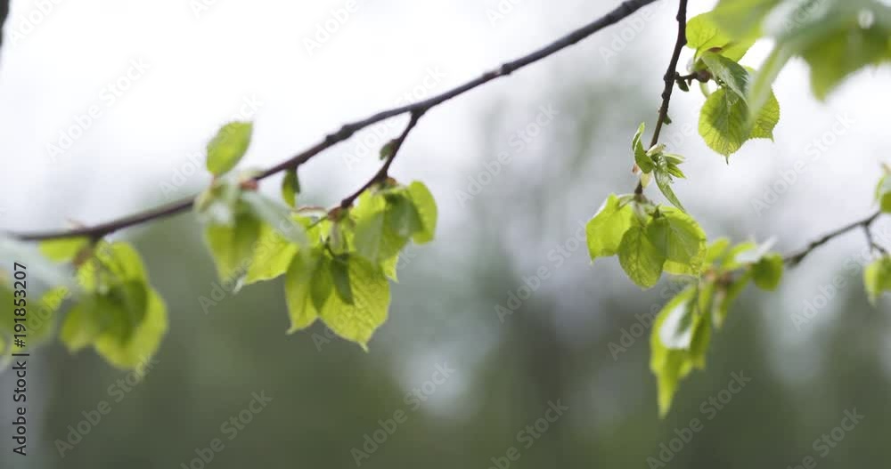 Slow motion linden branch with young leaves sways on wind Slow motion linden branch with young leaves sways on wind