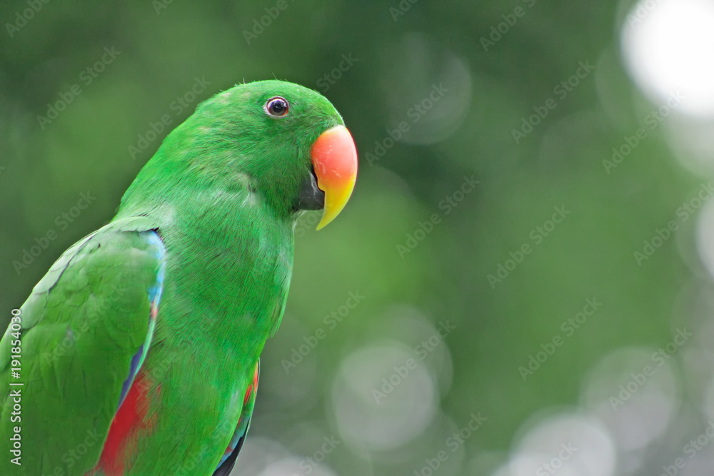Severe Macaw perching on a branch Severe Macaw perching on a branch