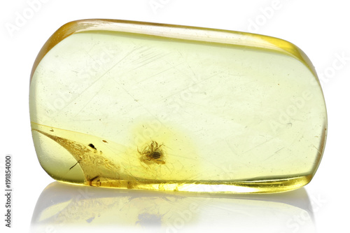 Baltic amber with moss mite isolated on white background photo