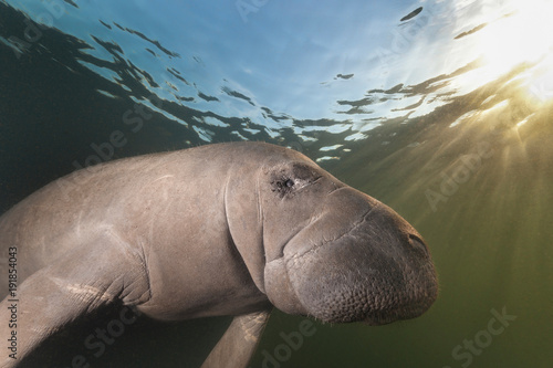 Manatee close up. Photographed near Homosassa Springs, Florida. photo