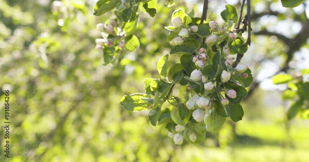 Slow motion of of apple tree with pink flowers in a garden Slow motion of of apple tree with pink flowers in a garden