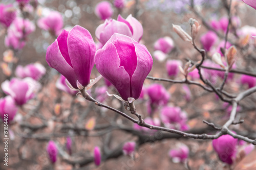  pale pink magnolia flower