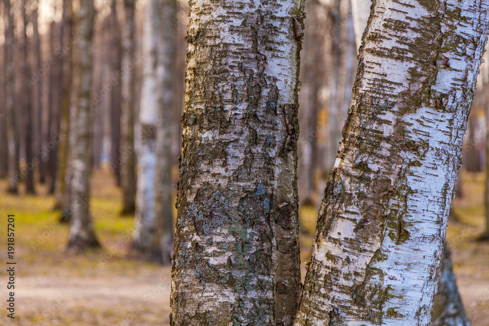 Obraz premium Санкт-Петербург. Парк С.А. Есенина.
