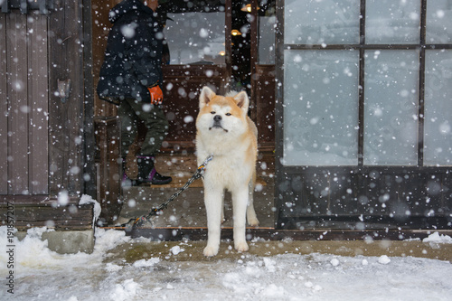 古民家に住む秋田犬