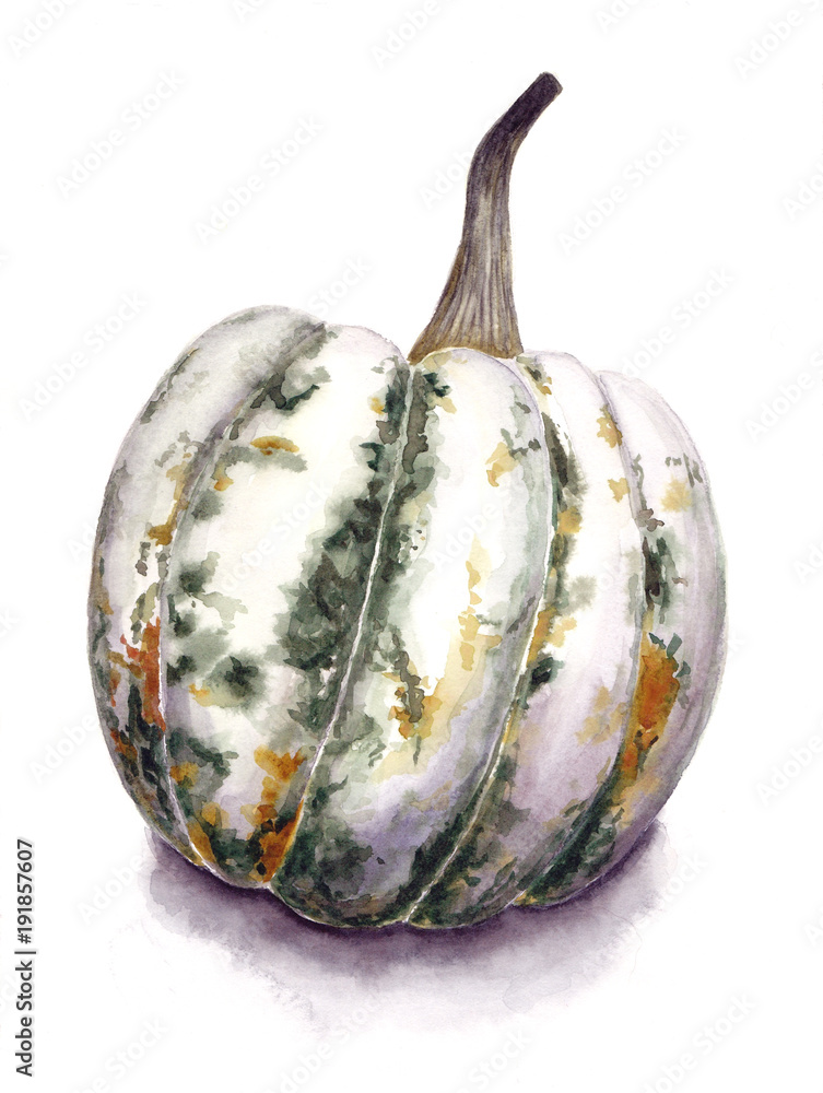 custom made wallpaper toronto digitalGreen pumpkin isolated on white background. Botanical art. Hand drawn watercolor illustration. Watercolour painting. Aquarelle technique. Autumn vegetables harvest..