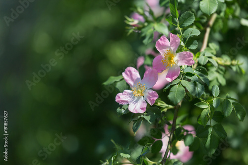 Dog Rose Close-up: Pink Flower with Green Leaves