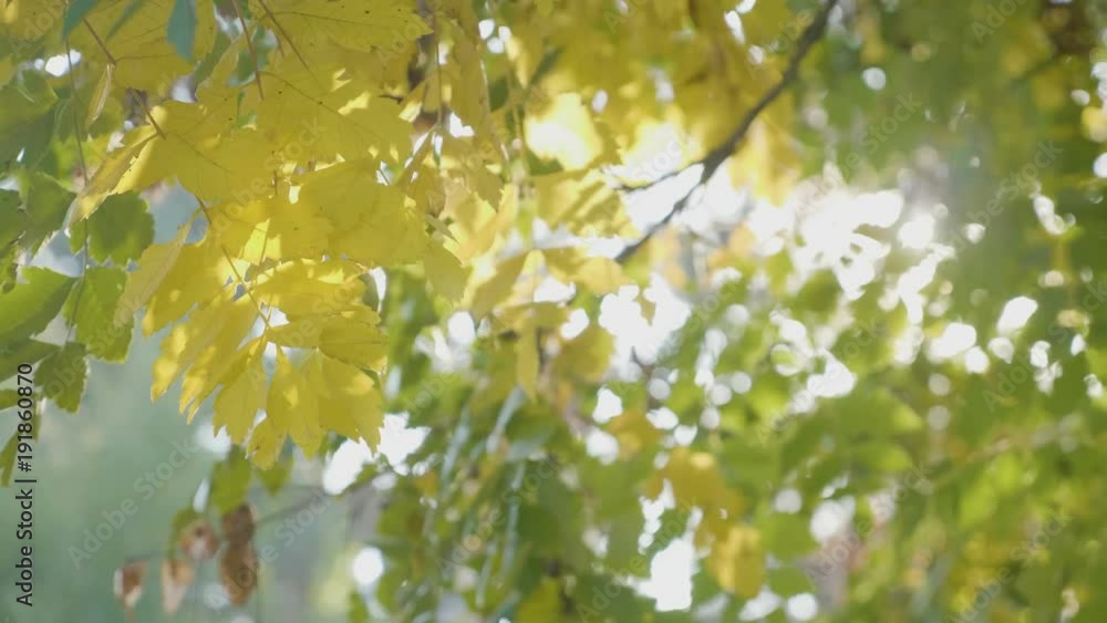 Rays of sunlight shining over a tree branch with yellow leaves shaken by an animal on an autumn day Rays of sunlight shining over a tree branch with yellow leaves shaken by an animal on an autumn day