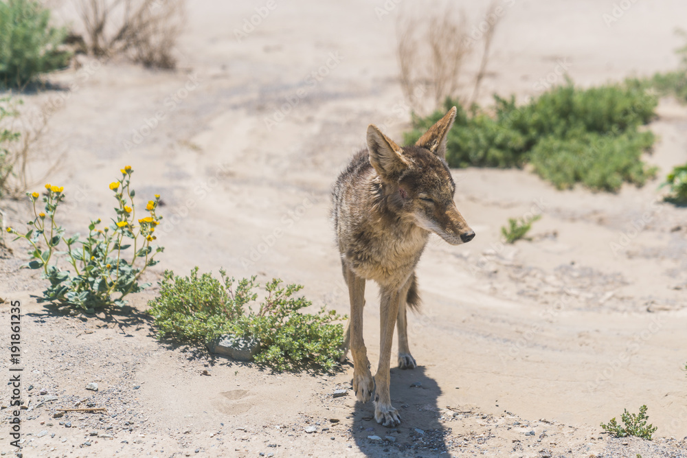 coyote stalk on roadside in desert area. coyote stalk on roadside in desert area.