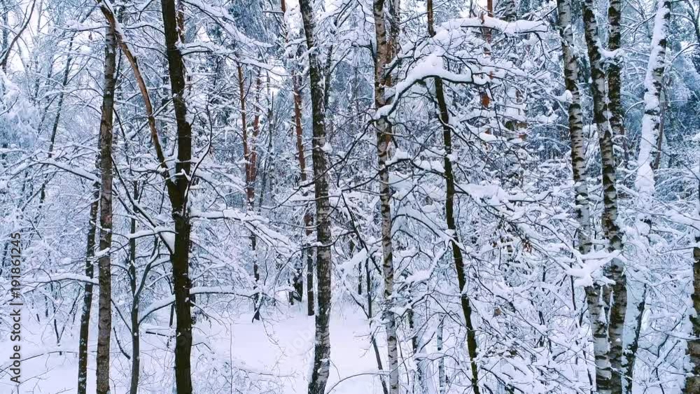 Snowy branches in forest. Winter fairy background Snowy branches in forest. Winter fairy background