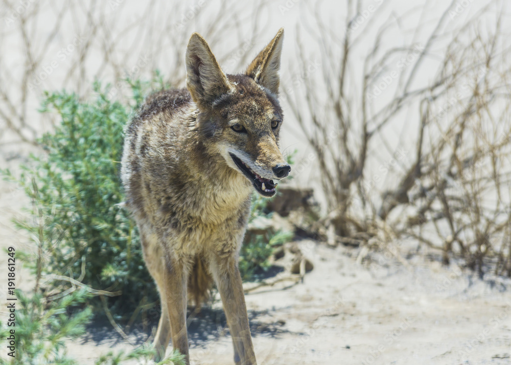 Obraz premium coyote stalk on roadside in desert area.