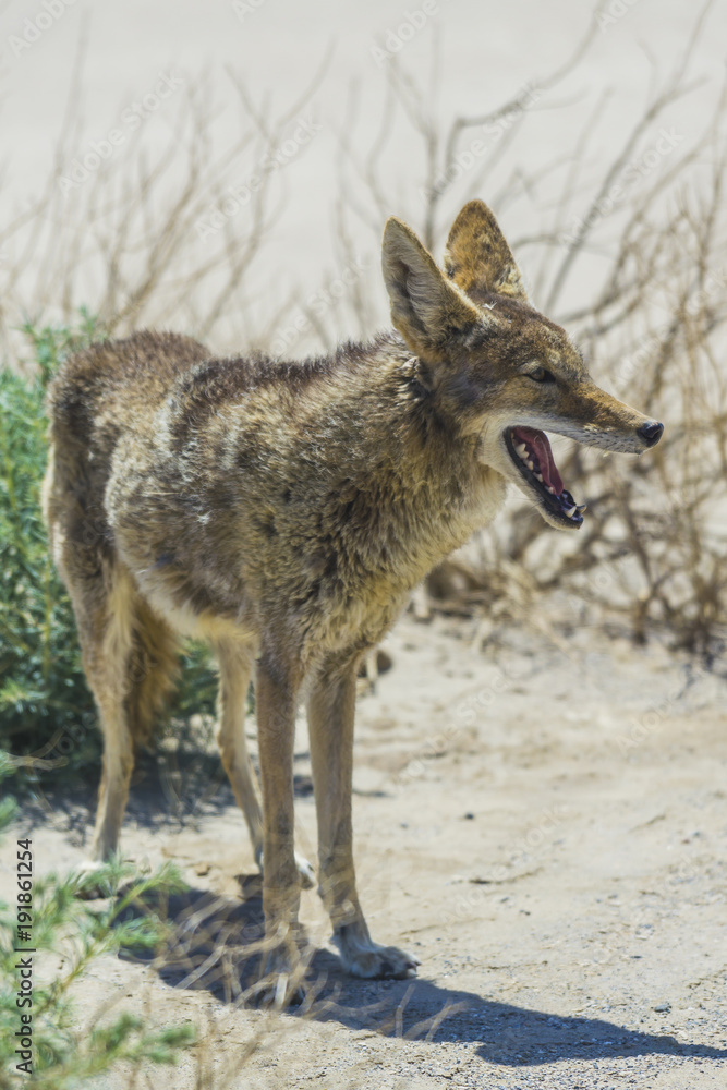 coyote stalk on roadside in desert area. coyote stalk on roadside in desert area.