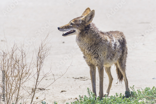 coyote stalk on roadside in desert area.