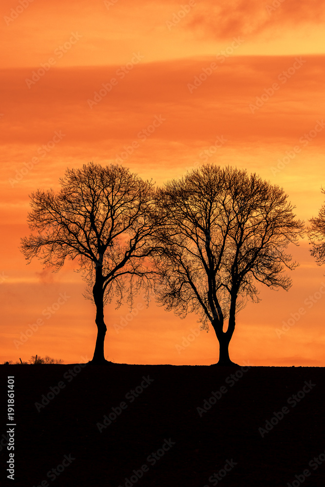 Bäume Morgenrot
