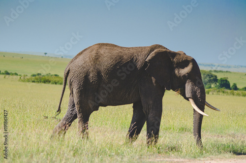 single elephant bull in the Maasai mara