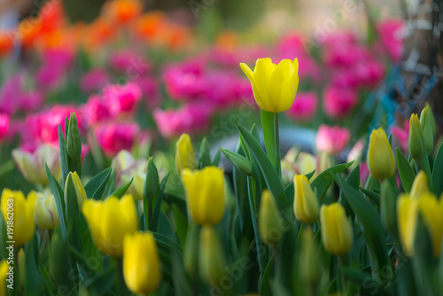 Colorful tulips with beautiful bouquet background