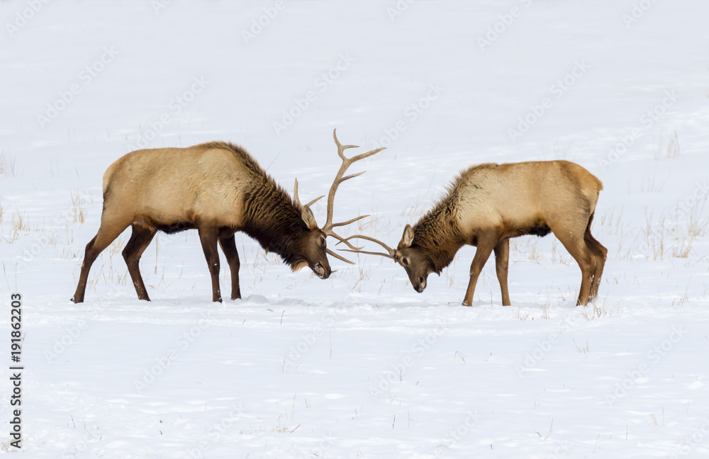 Fototapeta premium Males elk, or wapiti (Cervus canadensis) fighting in prairie on snow, Neal Smith National Wildlife Refuge, Iowa, USA.